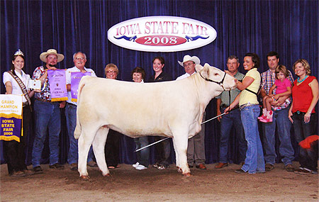 2008 Iowa State Fair Grand Champion Charolais Female - click for larger view...