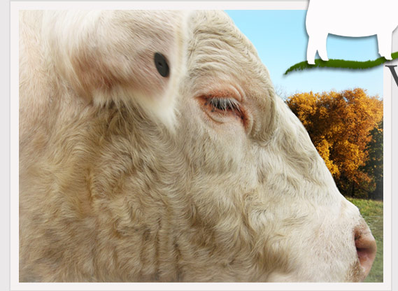  Welcome to Bedwell Charolais 