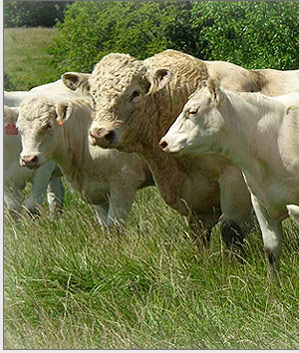bred heifers