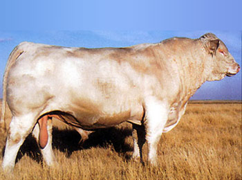LT Wyoming Wind 4020 PLD