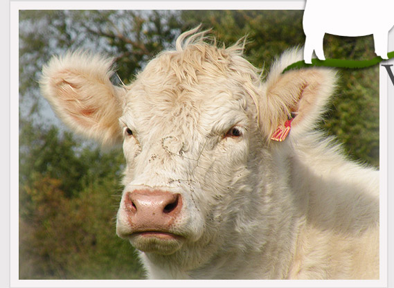 Welcome to Bedwell Charolais
